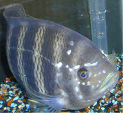 Лечение гексамитоза у рыб в общем аквариуме